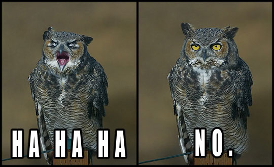 funny-pictures-laughing-owl-no.jpg