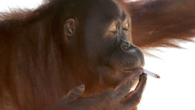 Indonesia-Smoking-orangutan-thg-120727-wmain-jpg_140036.jpg