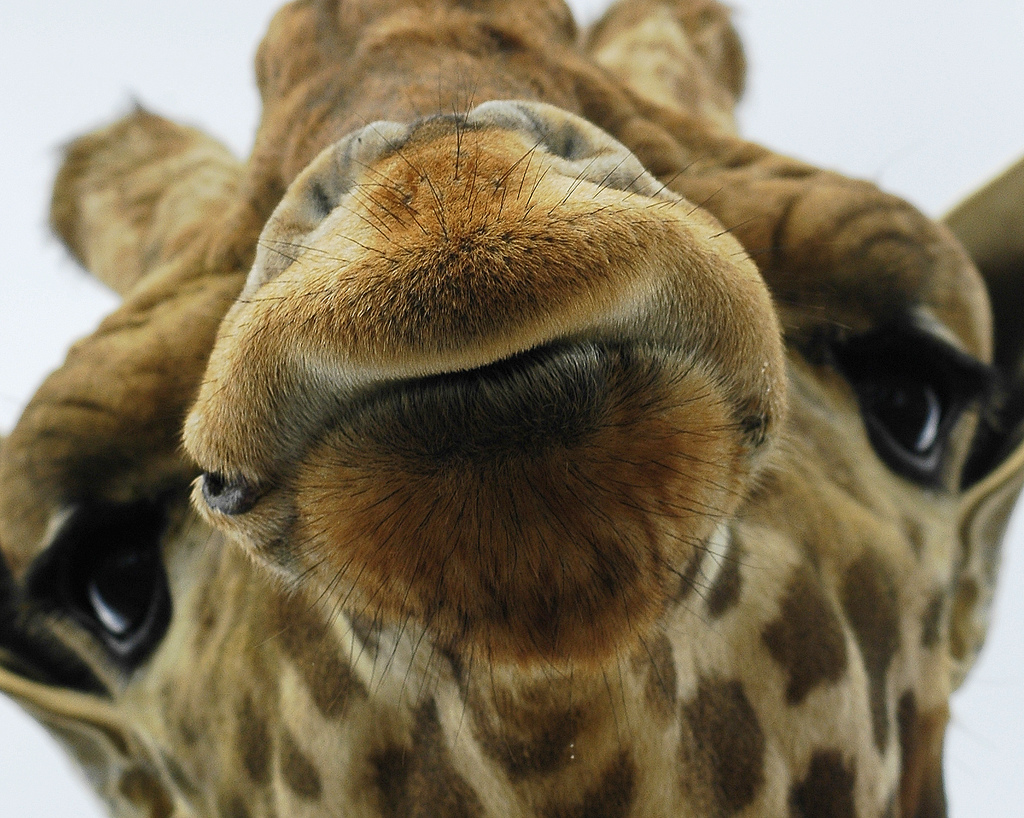 animal-picture-giraffe-ucumari.jpg