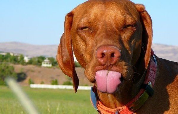 dog-sticking-out-tongue-big.jpg