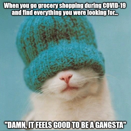 Gangsta-Cat.jpg