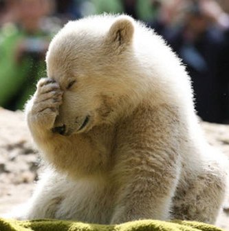 knut-berlin-polar-bear.jpg