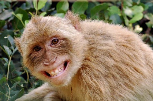 grinning-monkey.jpg
