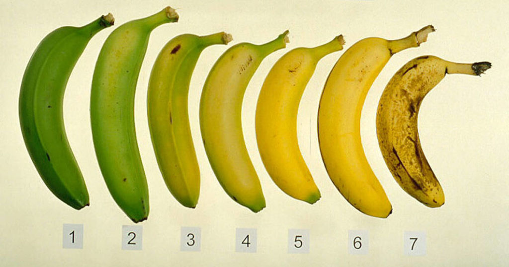 bananascale-1024x538.jpg