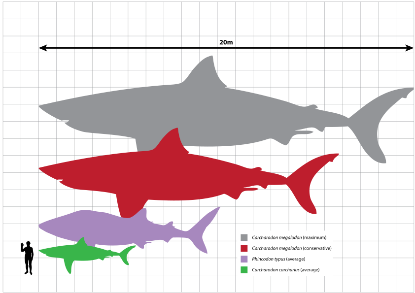 842px-Megalodon_scale.svg.png